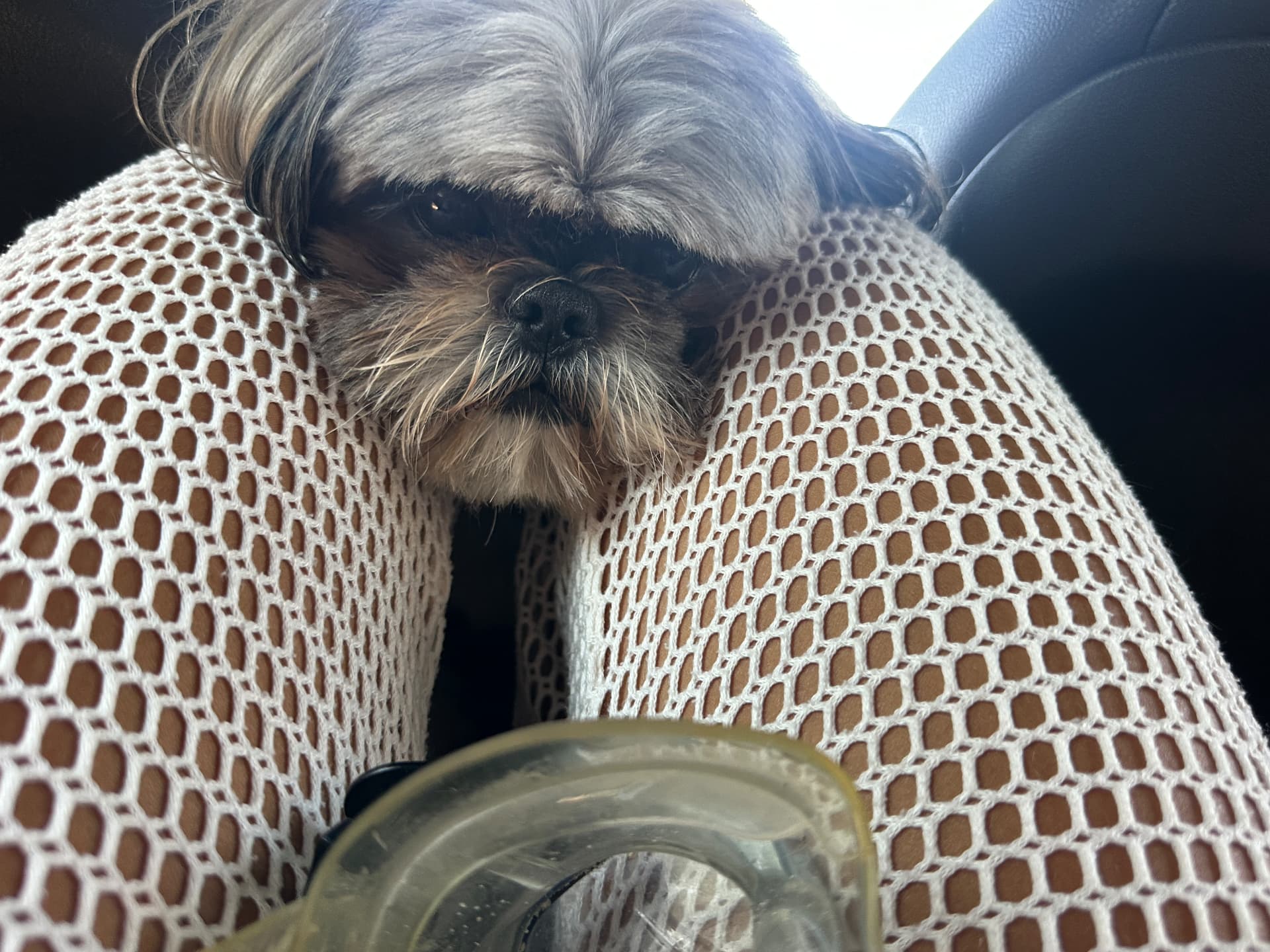 O Cabi todo derretido no carro 🐶